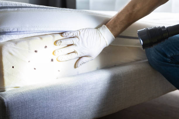 Best Best Pest Control Companies  in Dubach, LA