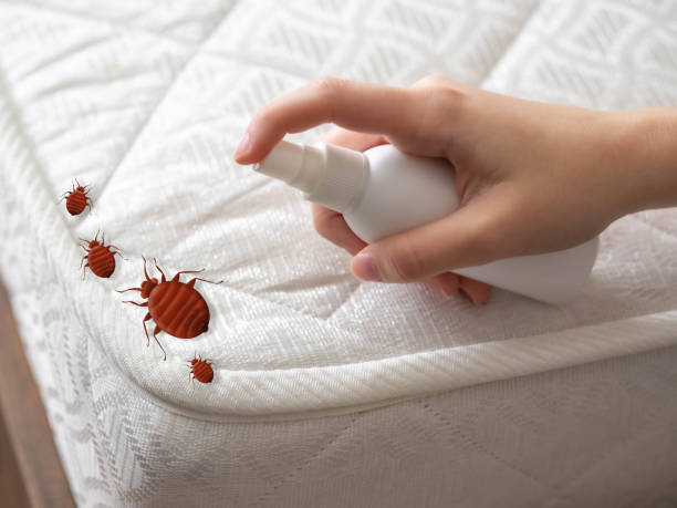 Best Wasp Removal Services  in Dubach, LA