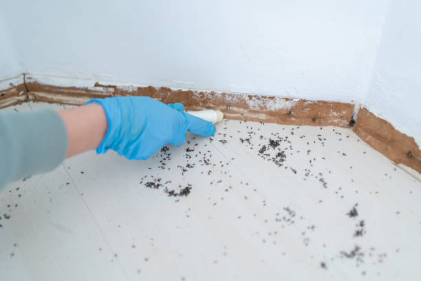 Pest Prevention Services in Dubach, LA